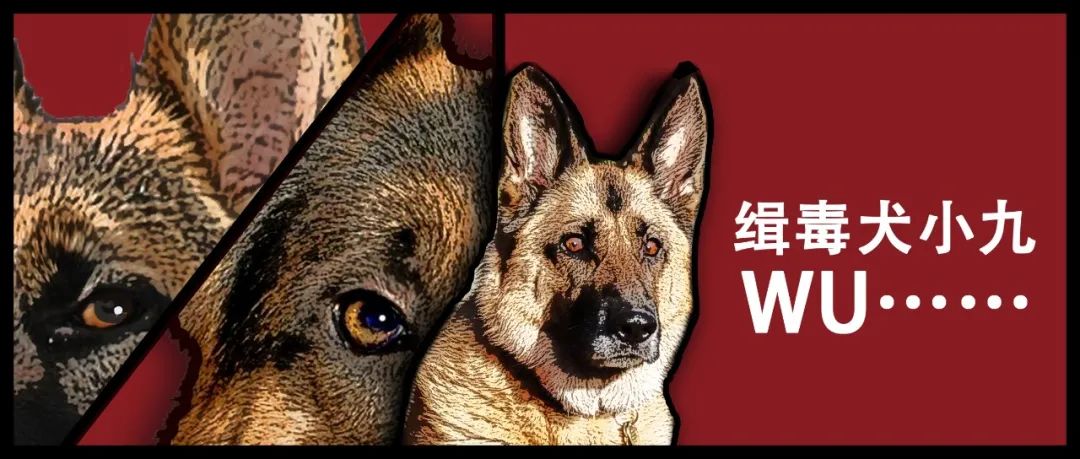 警犬伸出小腦瓜盯梢是一種執(zhí)行任務(wù)的行為。在執(zhí)行任務(wù)時，警犬通常會通過嗅覺、聽覺等感官來尋找目標(biāo)，并密切關(guān)注周圍環(huán)境的變化。這種行為可能是為了執(zhí)行任務(wù)的需要，例如在追蹤嫌疑人或?qū)ふ椅锲返惹闆r下，警犬需要保持警覺和專注。同時，這也體現(xiàn)了警犬經(jīng)過訓(xùn)練后具備高度的警覺性和專注度，能夠在執(zhí)行任務(wù)時發(fā)揮重要的作用。需要注意的是，這種行為應(yīng)該在安全可控的環(huán)境下進(jìn)行，并且必須遵守相關(guān)的訓(xùn)練和安全規(guī)定。