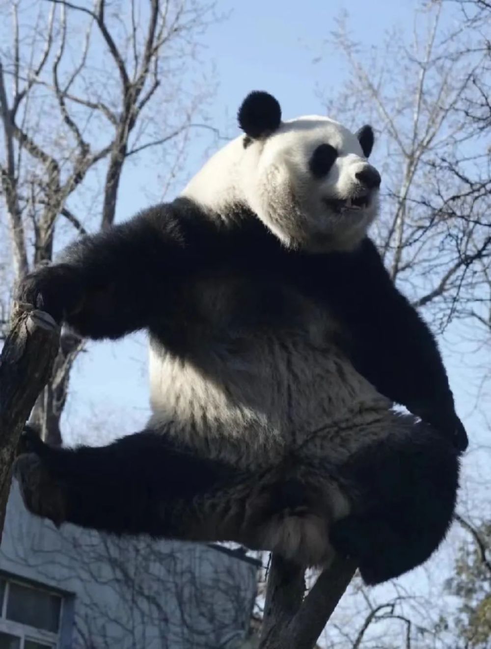 北京動物園在更新大熊貓古古的視頻方面可能會有一些臨時性的調(diào)整或暫停。這可能是由于多種原因造成的，比如拍攝計劃的調(diào)整、視頻制作進度的延遲等。如果您對古古的最新動態(tài)感興趣，建議您關注北京動物園的官方網(wǎng)站或社交媒體賬號，以獲取最新的信息和更新。同時，也要理解并尊重動物園的決定和安排，以確保古古和其他動物的安全和健康。