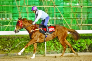 香范馬會特準馬資i料