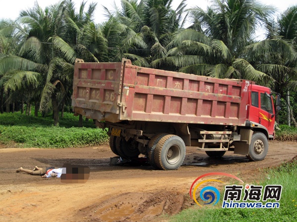 被大貨車壓死的狼無(wú)法判斷是網(wǎng)紅狼