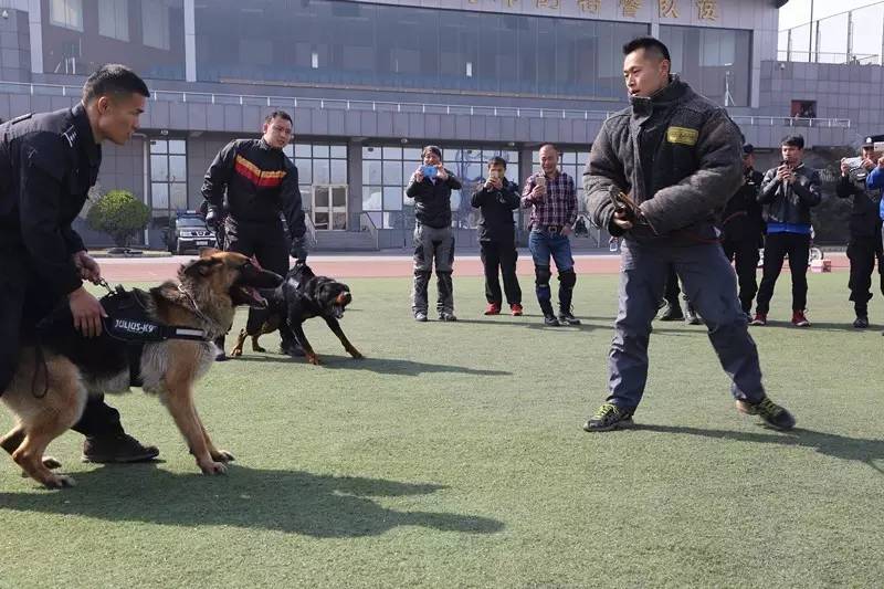 警犬