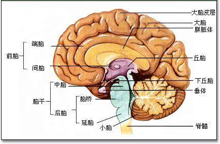 給大腦找點刺激會變年輕