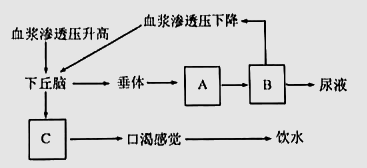 發(fā)燒是人體自帶的體溫調(diào)節(jié)系統(tǒng)