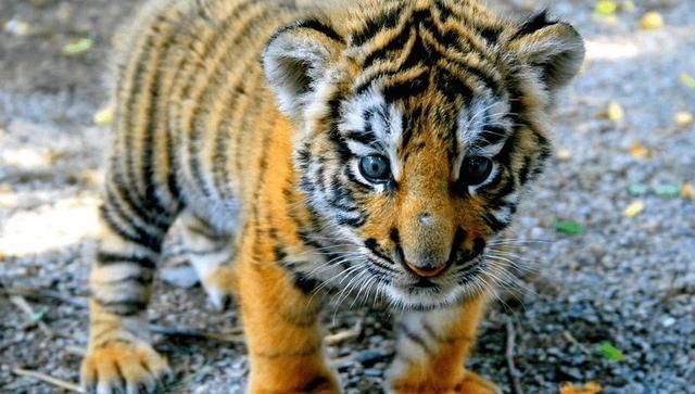 動物園小老虎被“強行畫押”