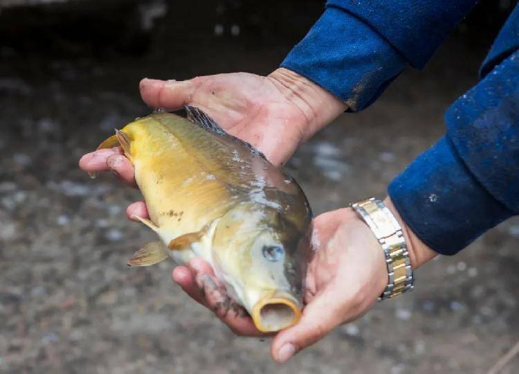 景區(qū)回應(yīng)貪睡出名的魚真死了