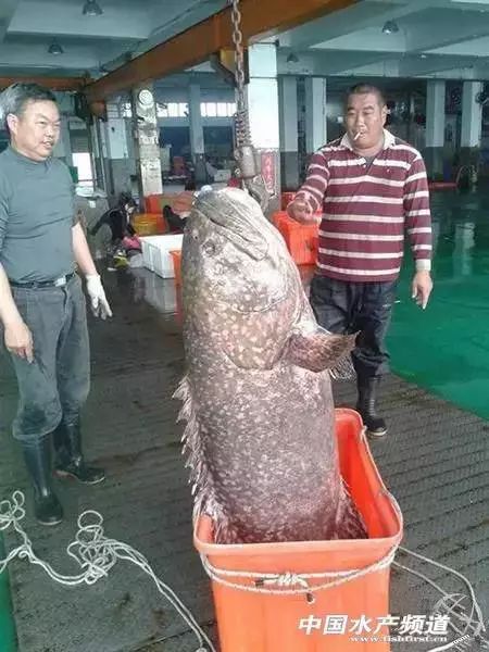 漁民捕獲大青魚王笑開花