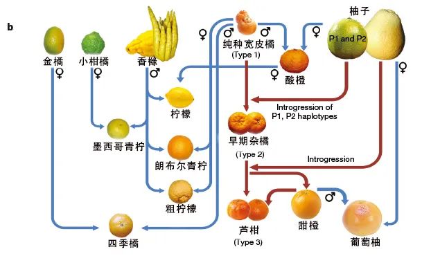 原來丑橘并不是橘子