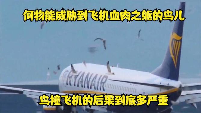 航空專家稱鳥撞導(dǎo)致惡性事故較為罕見,數(shù)據(jù)導(dǎo)向?qū)嵤┎襟E_Device82.41.62