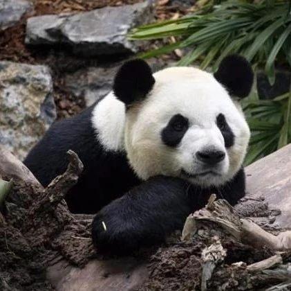 北京動物園大熊貓“古古”去世,實時數(shù)據(jù)解釋定義_專業(yè)款34.80.62