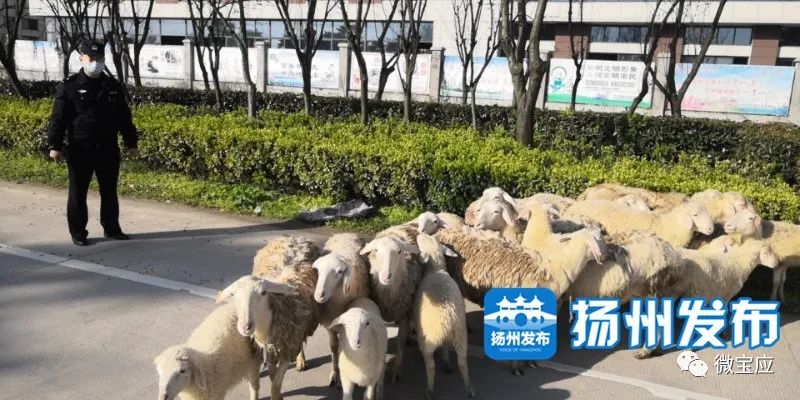 381818白小姐開獎(jiǎng)結(jié)果一肖中18,羊群誤入高速 交警變身“牧羊人”